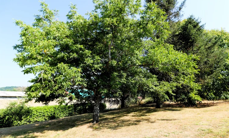 Very Beautiful Village House Completely Renovated on a Wooded Plot, Large Outbuildings, 2297m² of Land photo 2