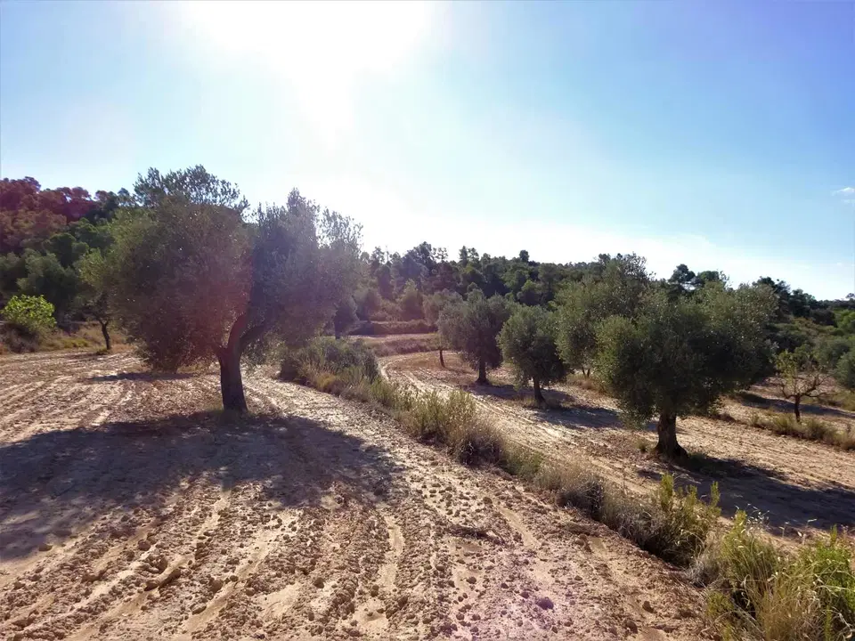 Finca in Caspe, Zaragoza province photo 2