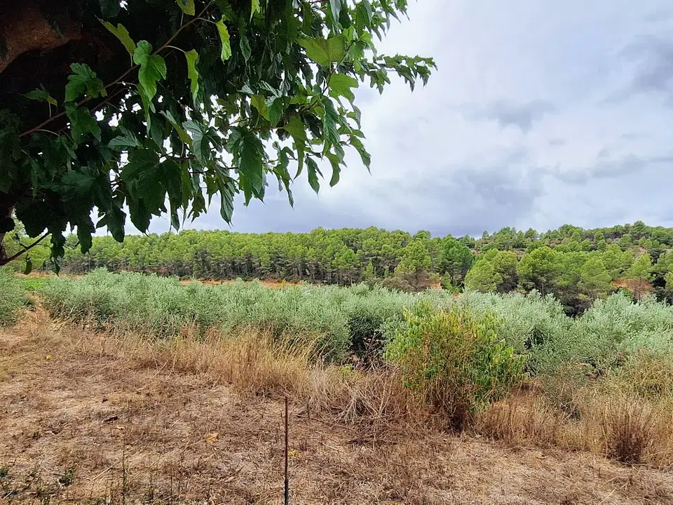 Finca in Ginestar, Tarragona province photo 3