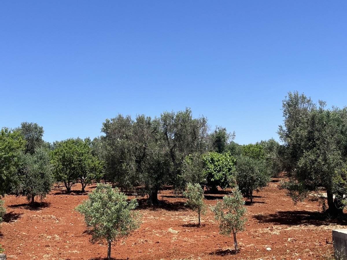Property in Ceglie Messapica photo 4
