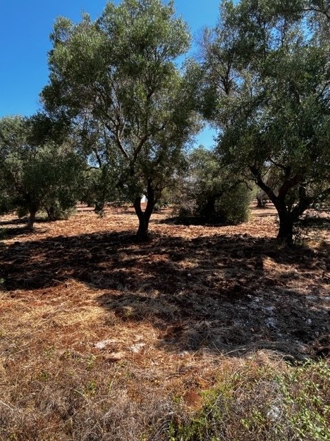 1 bedroom trulli, 15 m² Carovigno, Brindisi (province) Salento photo 5