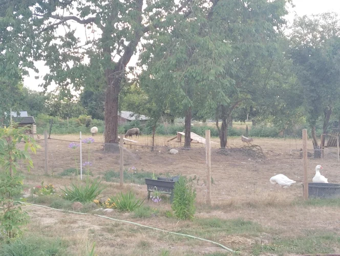Country Property for Sale with Equestrian Potential photo 4