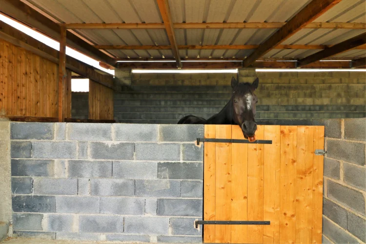 Renovated House with Equestrian Facilities, in a Rural Setting, Outbuildings and 8,327 m² of Land photo 5