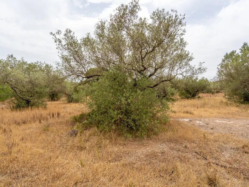 MAS CATALAN RURAL PROPERTIES S.L.U. photo 5