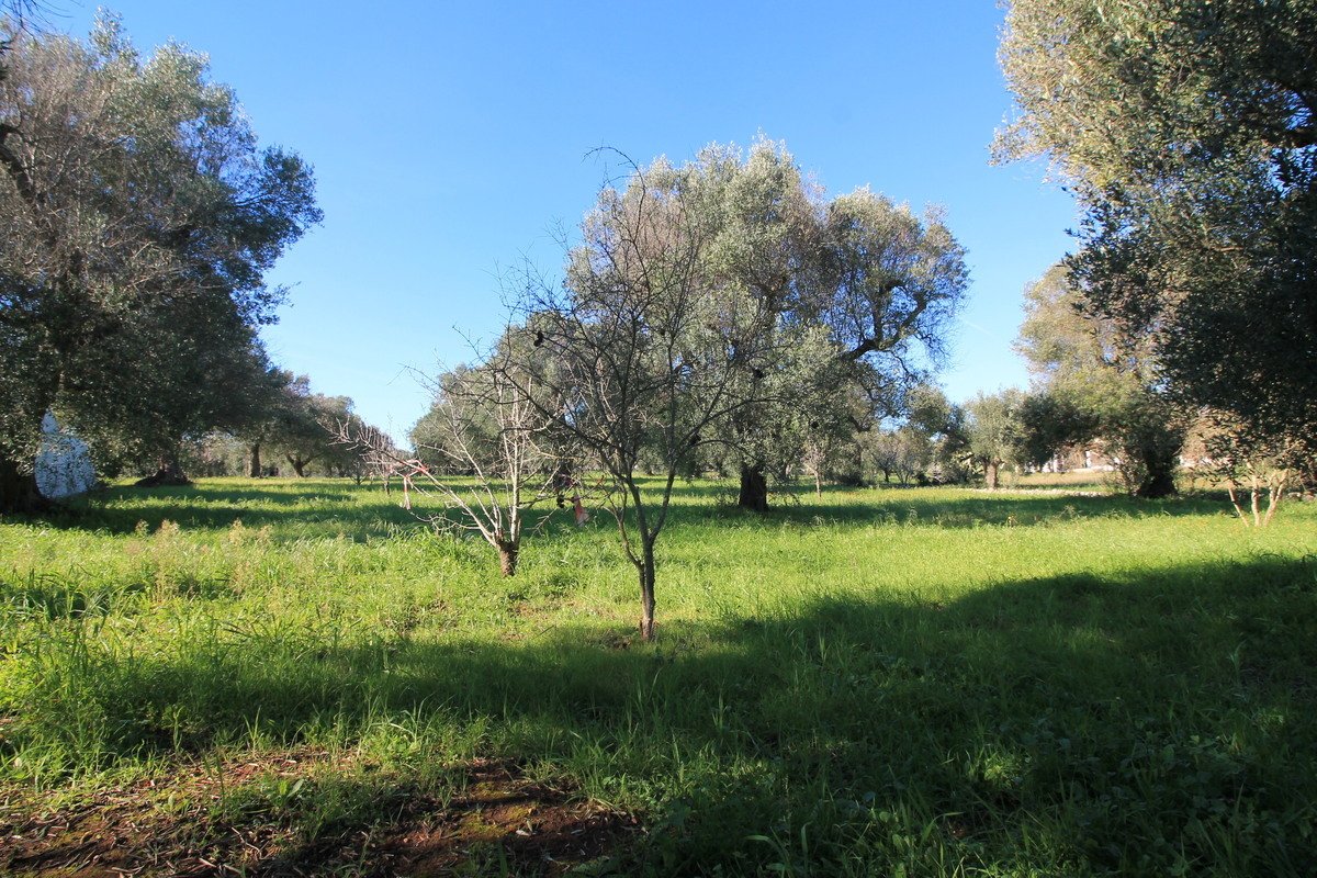 Property in Ostuni photo 4