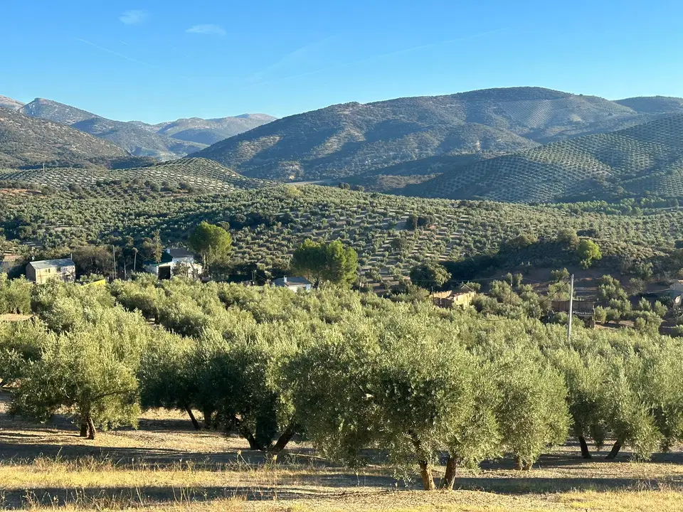 Cortijo in Benalua De Las Villas, Granada photo 3