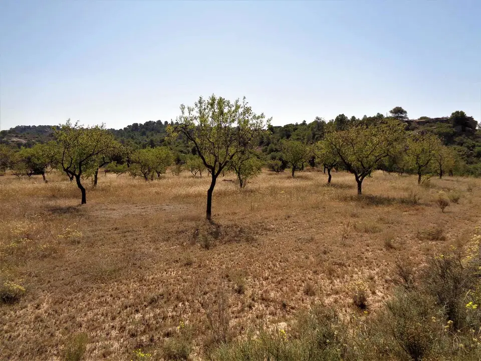 Finca in Maella, Zaragoza province photo 2