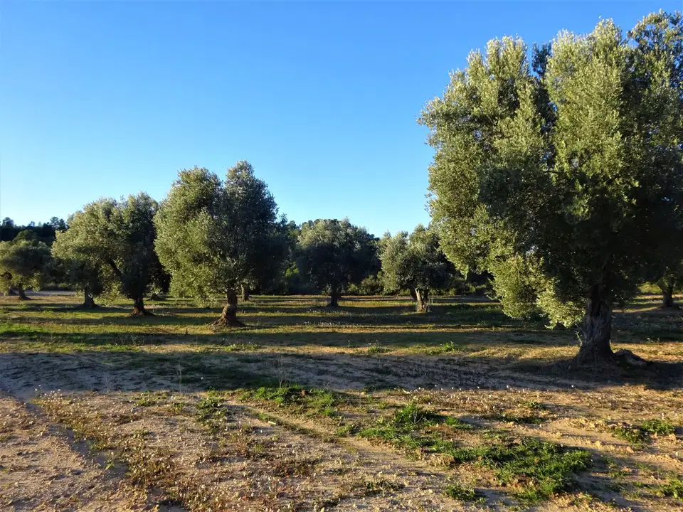 Finca in Maella, Zaragoza province photo 3