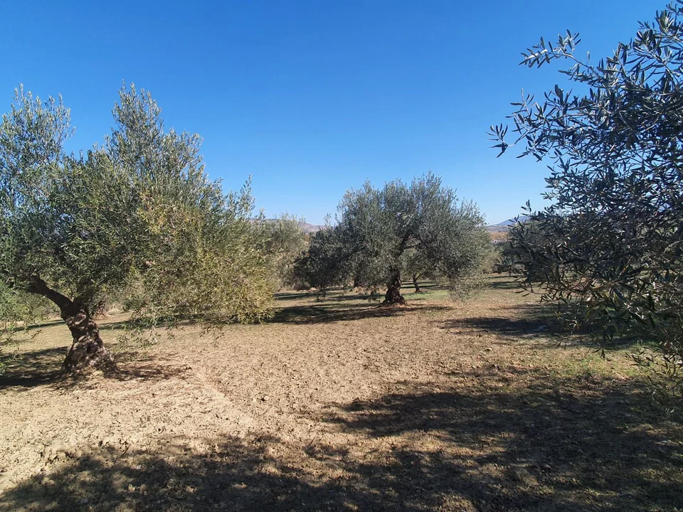 Land in Alhaurin El Grande, Malaga photo 3