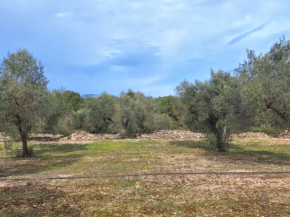 Catalan Connexion S.l. photo 3