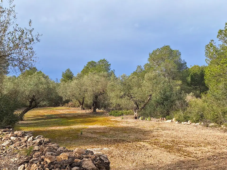 Catalan Connexion S.l.