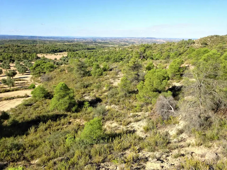 Finca in Caspe, Zaragoza province photo 5