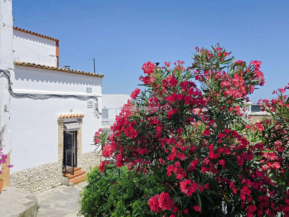 Town house in Oliva, Valencia province photo 2