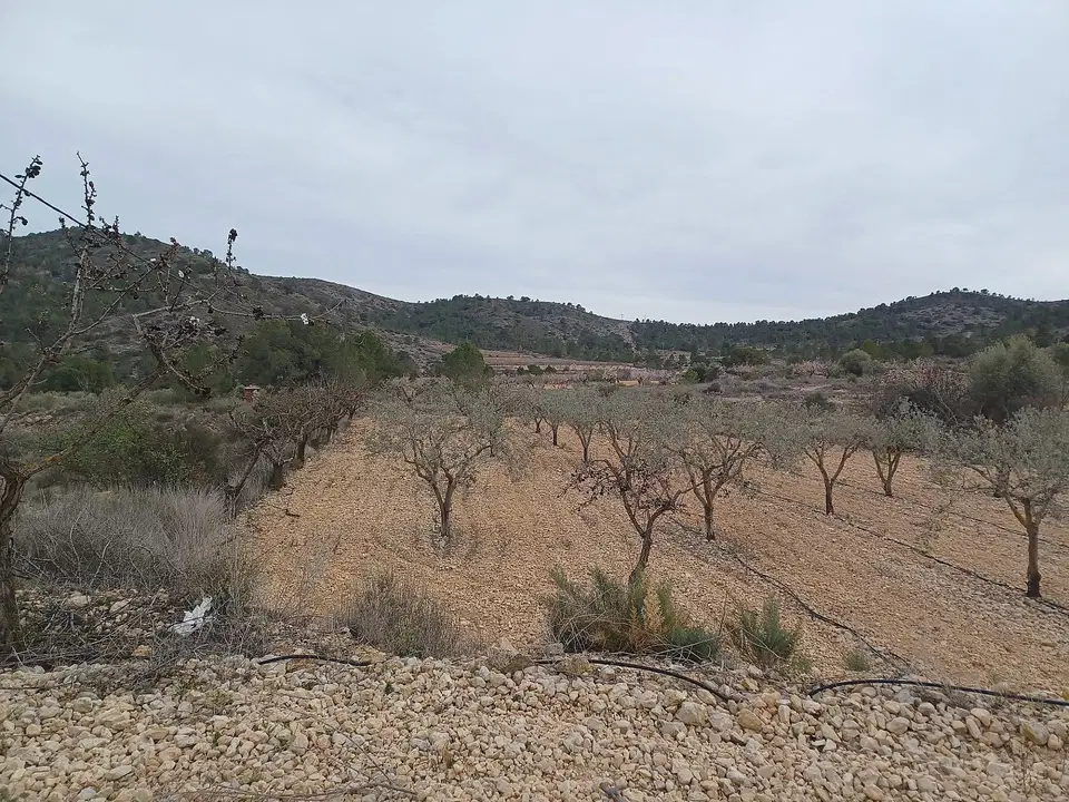 Alicante Dream Property  photo 3