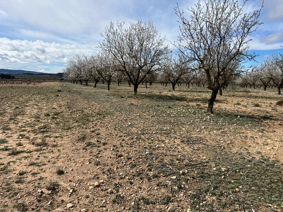 Country Fincas Pinoso S.L. photo 4