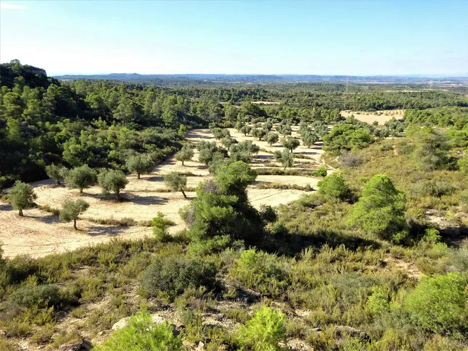 Finca in Caspe, Zaragoza province photo 4
