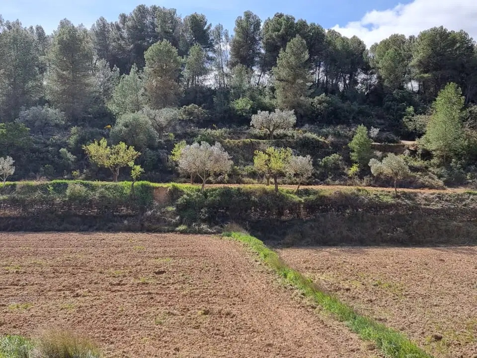 Catalancasas