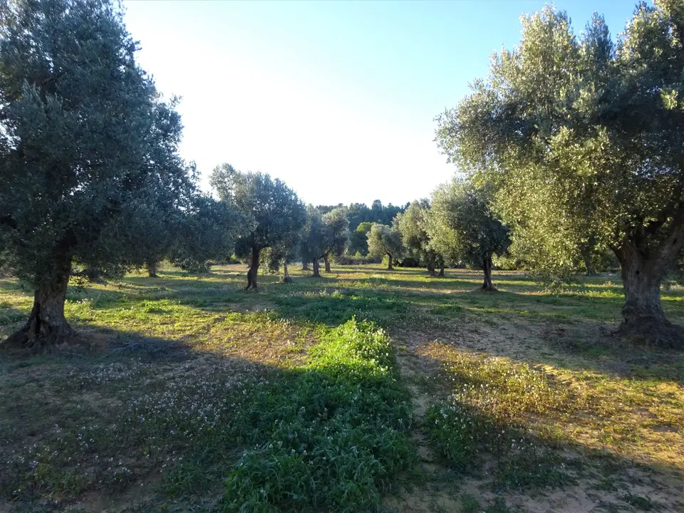 Finca in Maella, Zaragoza province photo 5
