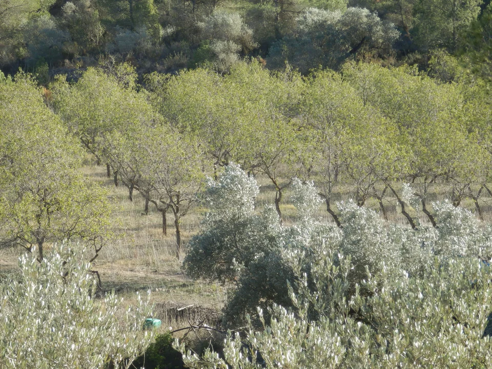 Finca in Miravet, Tarragona province photo 3