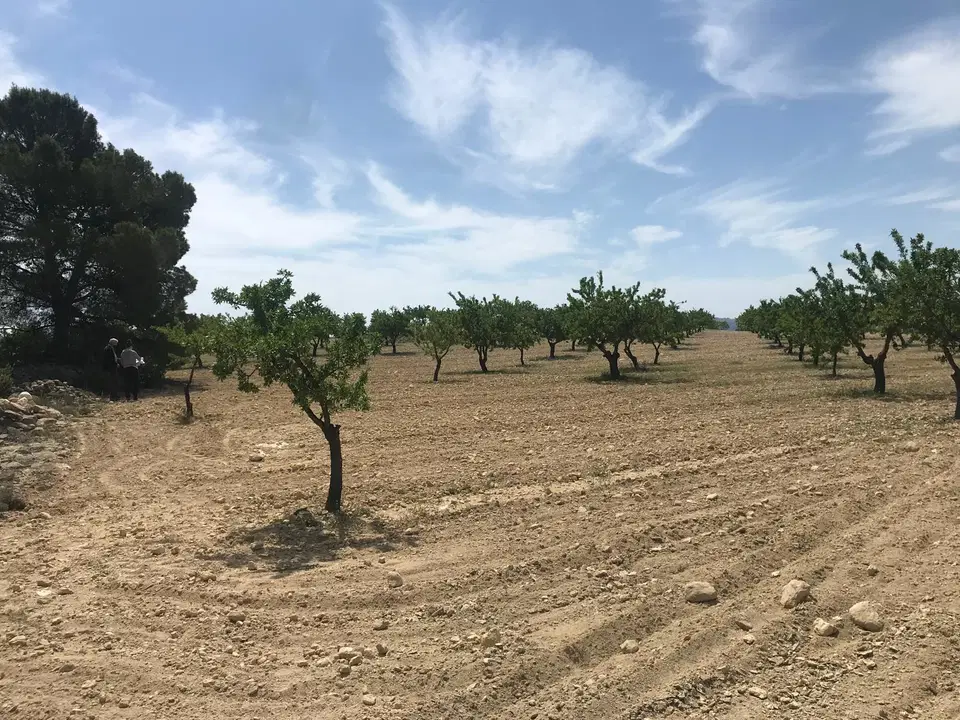 Country Fincas Pinoso S.L.
