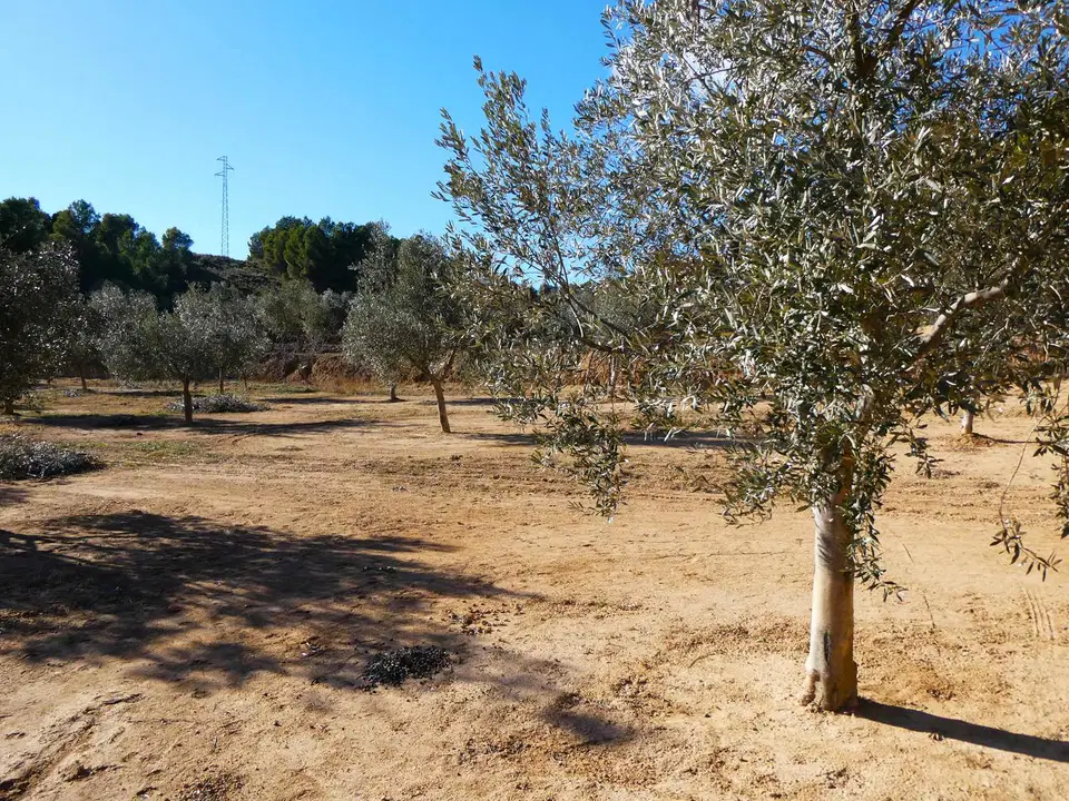 Finca in Mazaleon, Teruel province photo 3