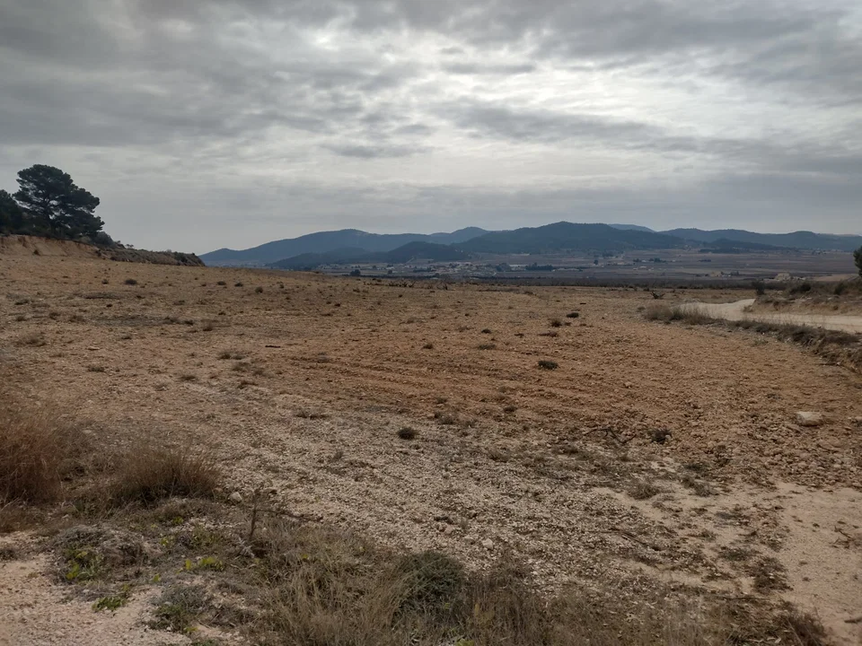 Country Fincas Pinoso S.L. photo 5