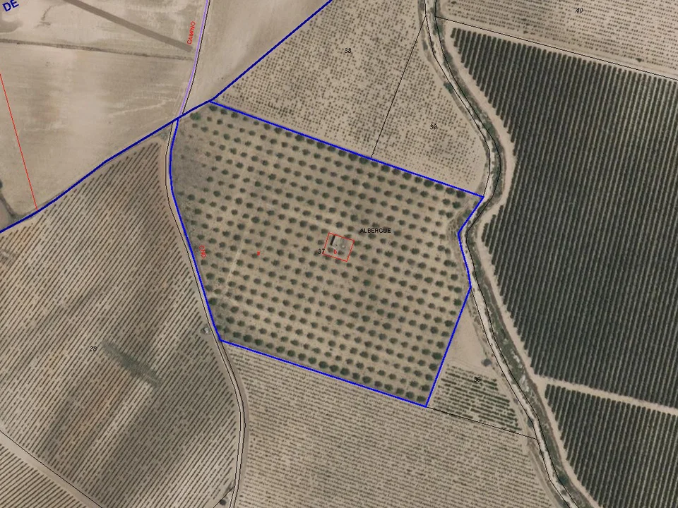 Country Fincas Pinoso S.L. photo 2