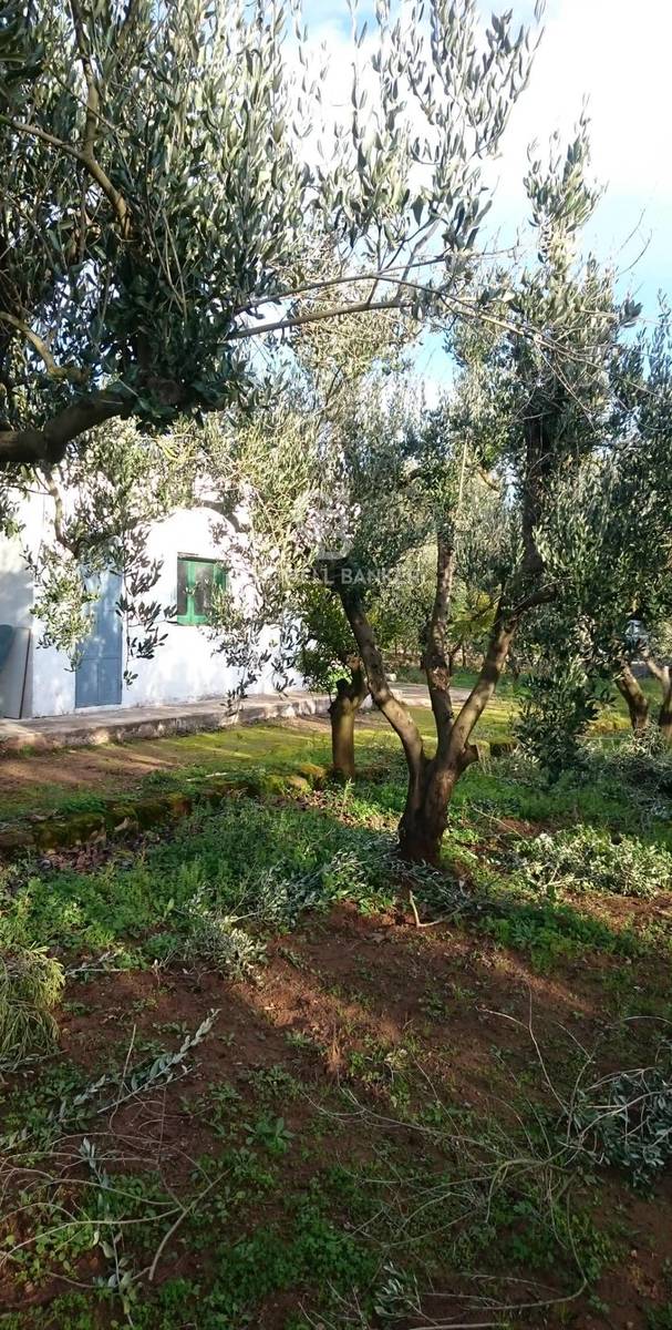 1 bedroom country house, 26 m² Mesagne, Brindisi (province) Salento photo 4
