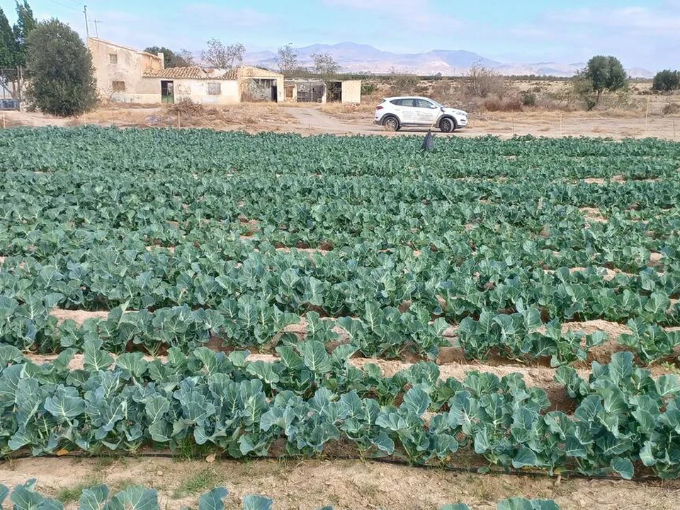 Cortijo in Huercal-Overa, Almeria province photo 5