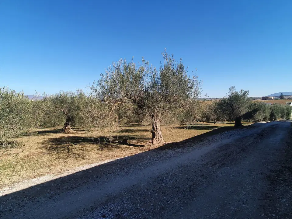 Land in Alhaurin El Grande, Malaga photo 2