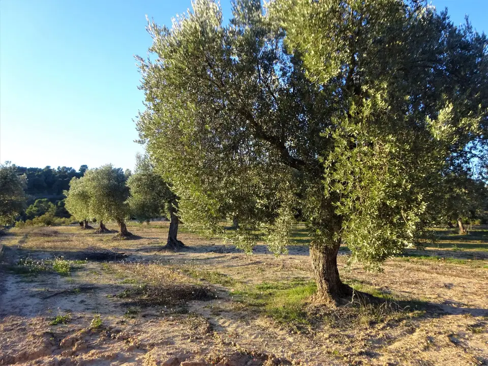 Finca in Maella, Zaragoza province photo 2