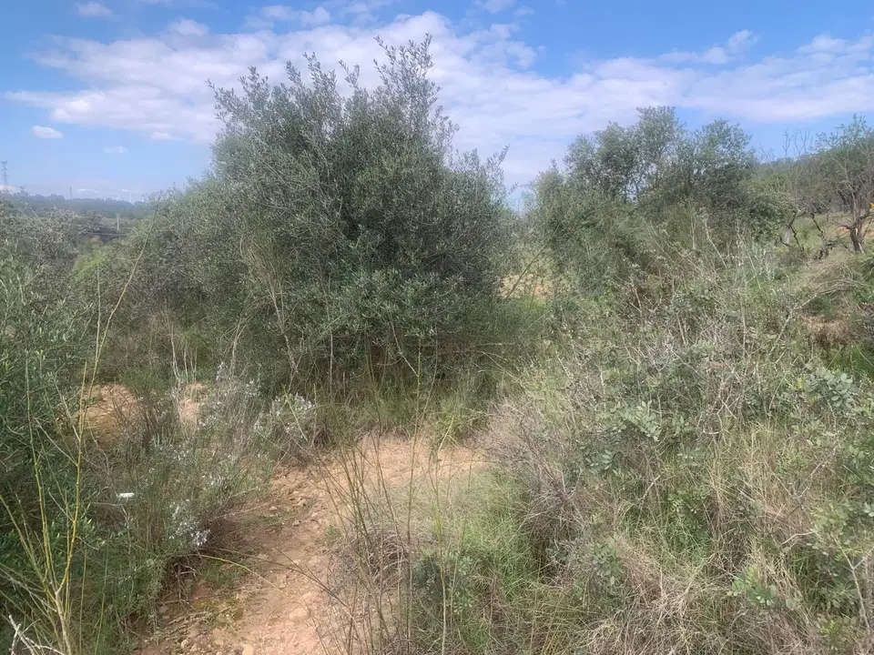 Los Duendes Properties photo 2