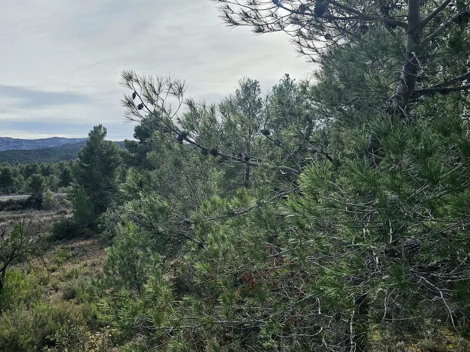 Finca in Cretas, Teruel province photo 3