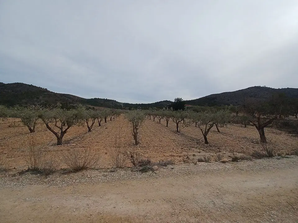 Alicante Dream Property  photo 4
