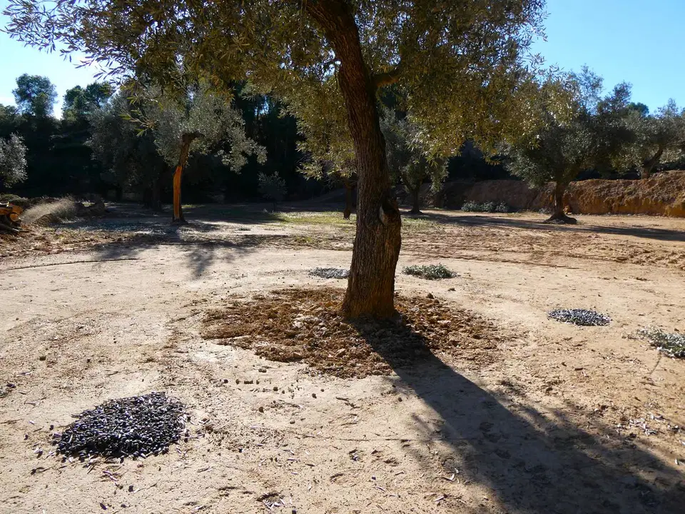 Finca in Mazaleon, Teruel province photo 5