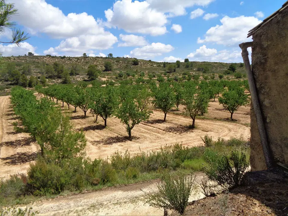 Finca in Maella, Zaragoza province photo 4