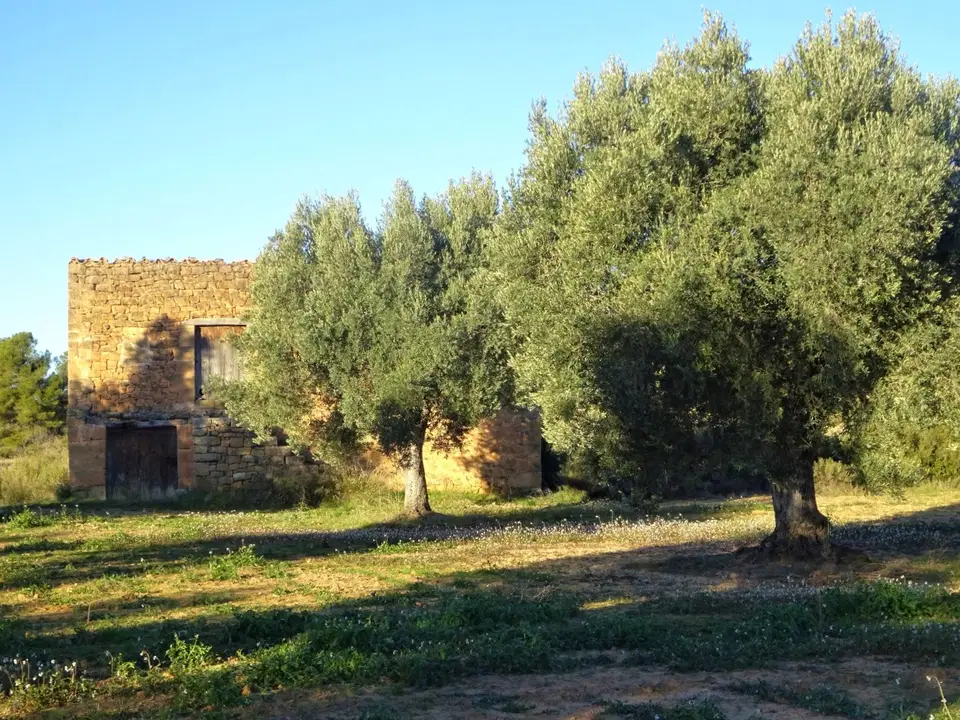Finca in Maella, Zaragoza province
