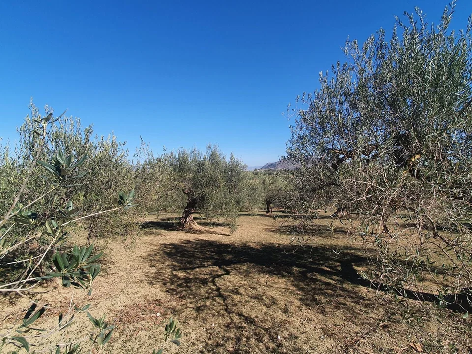 Land in Alhaurin El Grande, Malaga