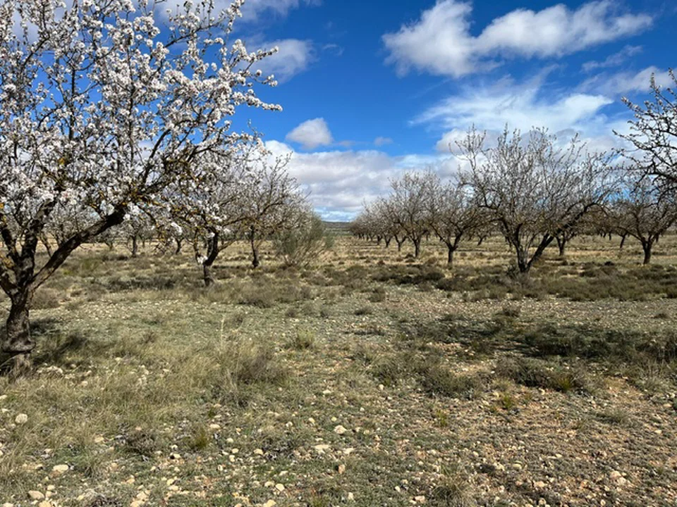 Country Fincas Pinoso S.L.