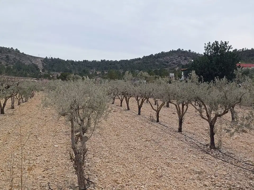 Alicante Dream Property  photo 2