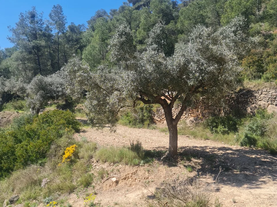 Property Finder Spain photo 3