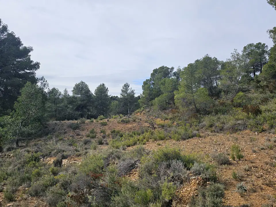 Finca in Cretas, Teruel province photo 5