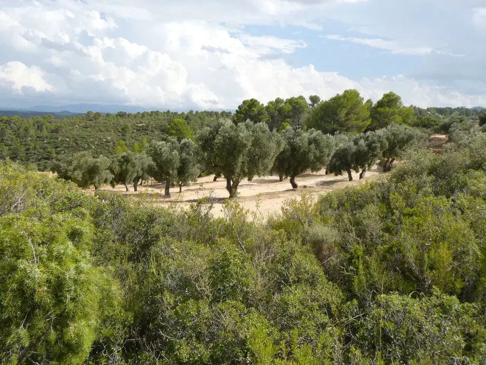Finca in Calaceite, Teruel province photo 2