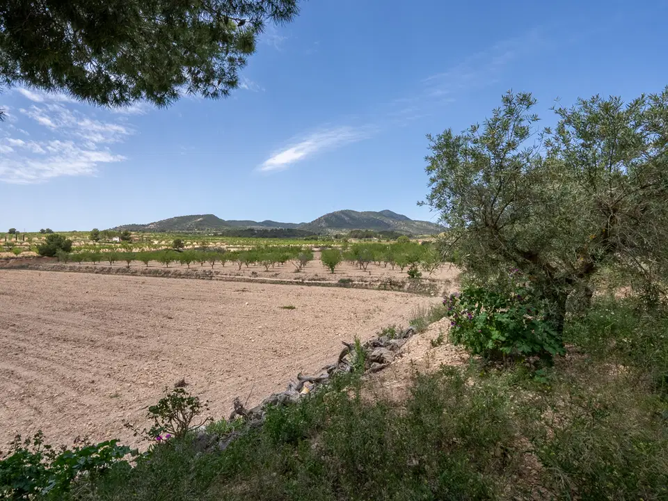 Country Fincas Pinoso S.L. photo 3