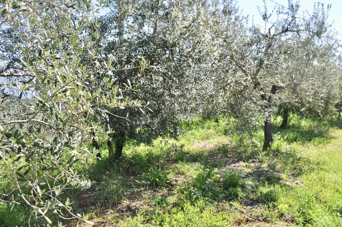 5 bedrooms house, 400 m² Arpino, Frosinone (province) photo 3