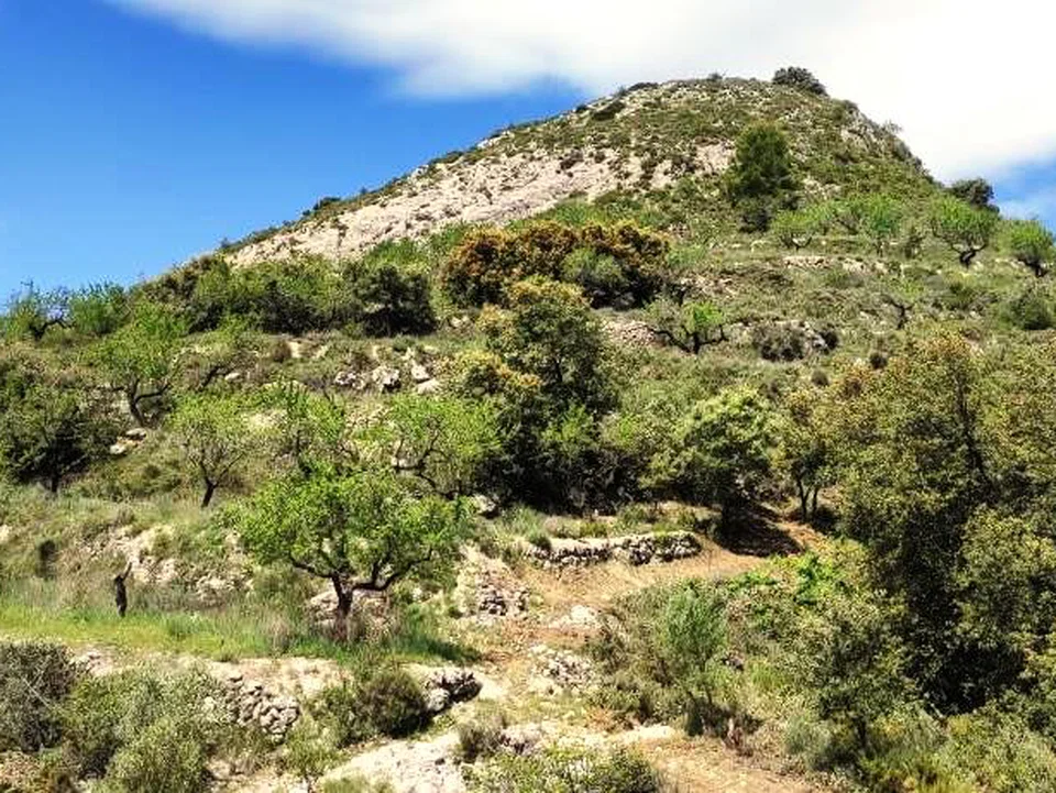 Finca in Benasau, Alicante province photo 3