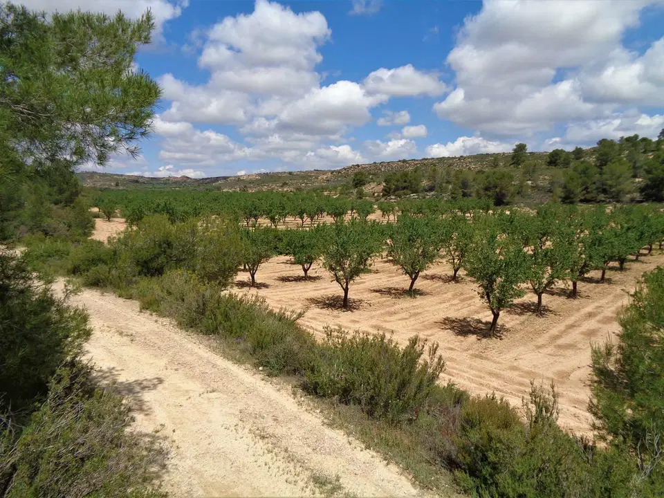 Finca in Maella, Zaragoza province photo 5