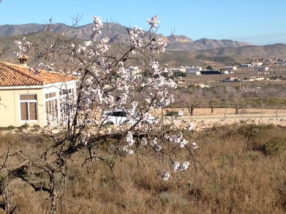 Alicante Dream Property  photo 5