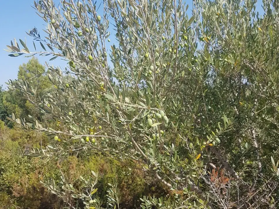 Country house in Sant Jordi, Castellon photo 5