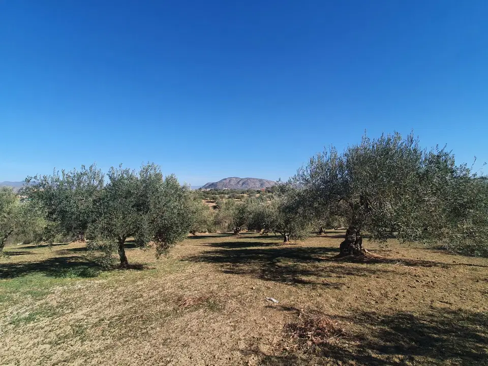 Land in Alhaurin El Grande, Malaga photo 5